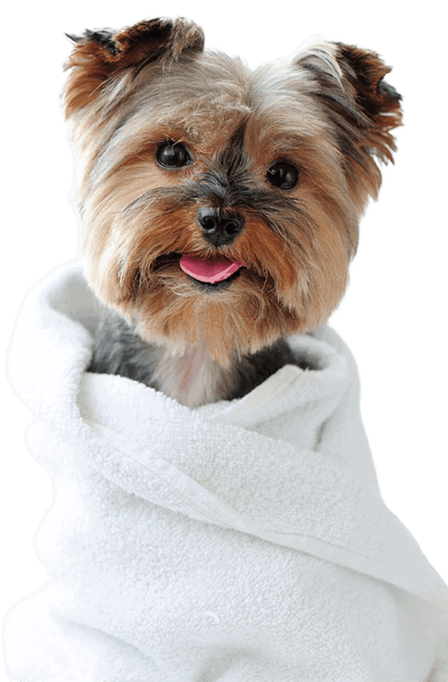 houston-dog-grooming-services-tx